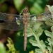 COMMON DARTER by markp