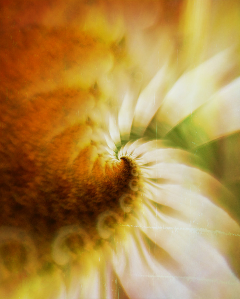 Flower abstracted.... by ziggy77