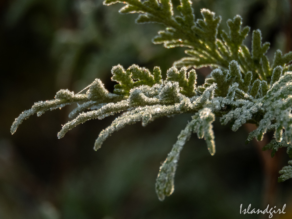 Frosty Cedar branch  by radiogirl
