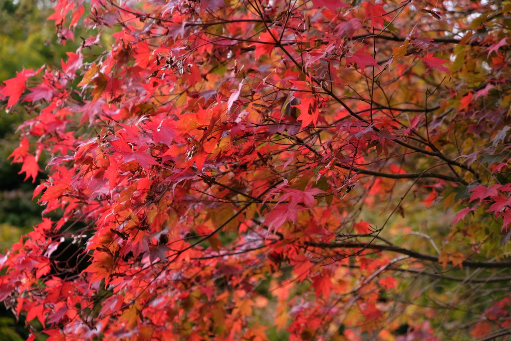 Colours of Autumn by mattjcuk