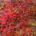 Colours of Autumn by mattjcuk