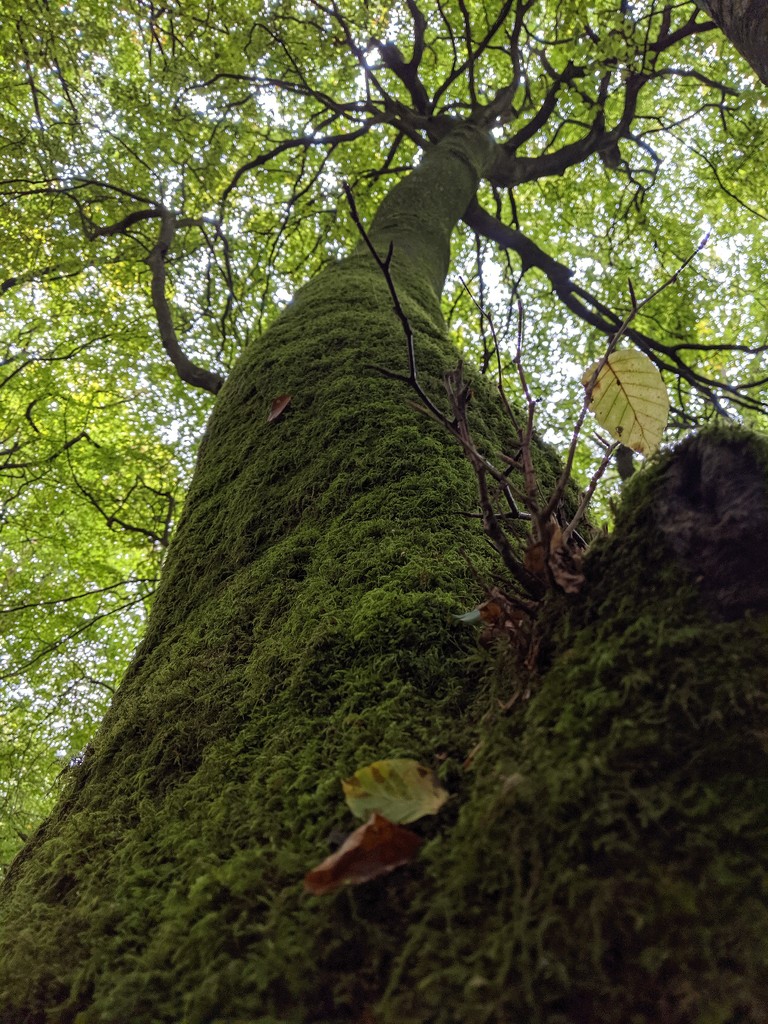 Moss on Tree by mattjcuk