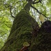Moss on Tree by mattjcuk