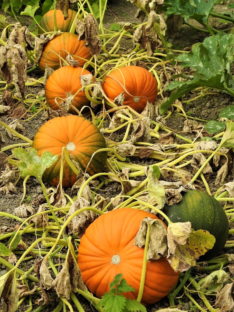  A Good Pumpkin Crop by susiemc