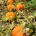  A Good Pumpkin Crop by susiemc