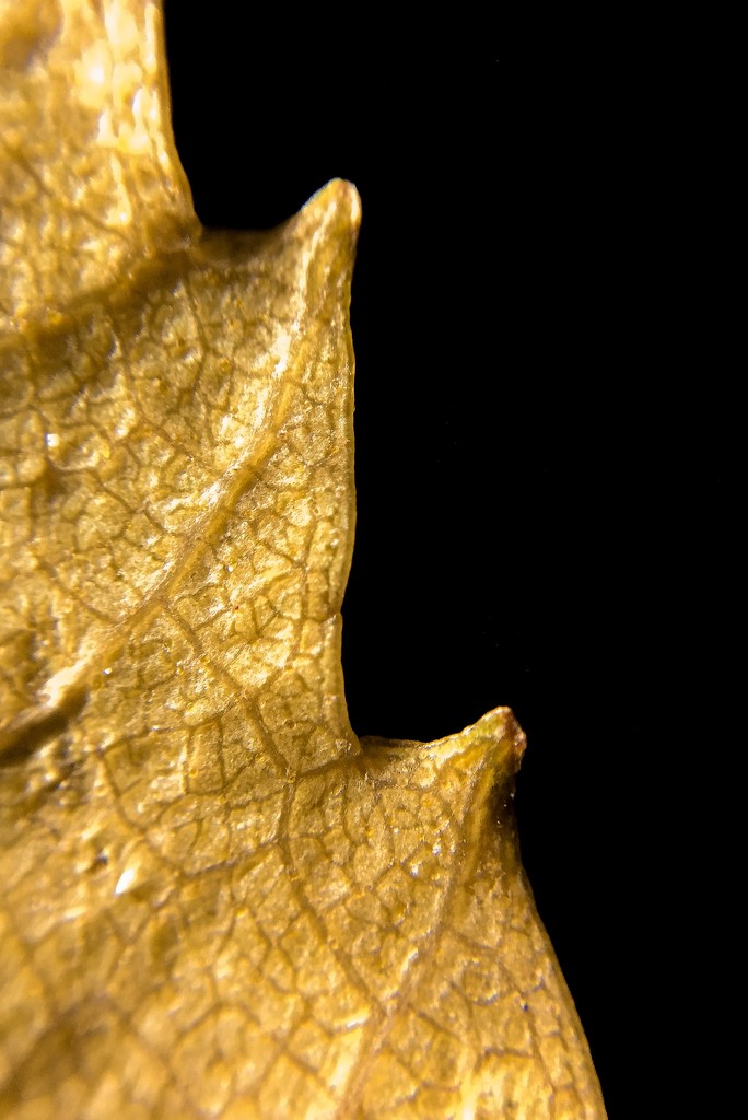Autumn leaf by imnorman