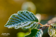 6th Oct 2019 - Frost on a leaf