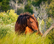 4th Oct 2019 - one of the horses at Assateague