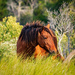 one of the horses at Assateague by jernst1779