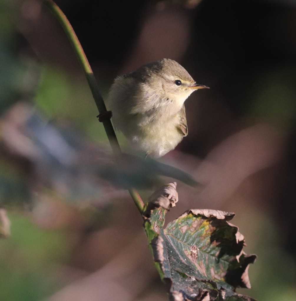 Willow Warbler by lifeat60degrees