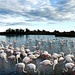 More Flamingoes! by judithdeacon