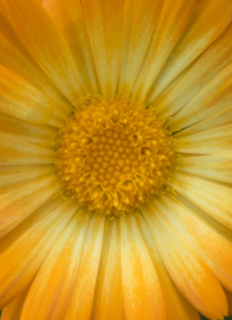 Marco shot of a flower at the Domain Gardens by creative_shots