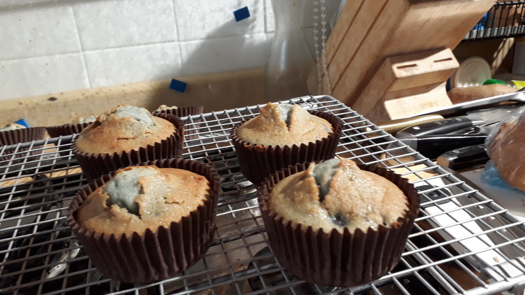 Blueberry muffins  by speedwell