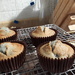 Blueberry muffins  by speedwell