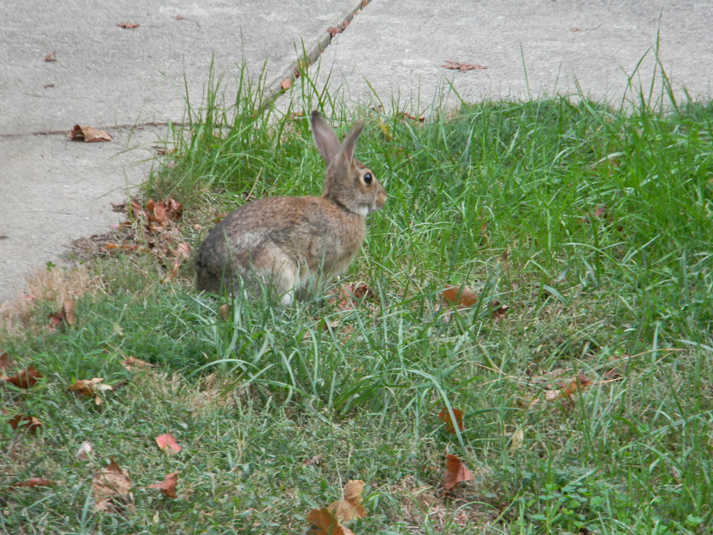 Rabbit in Neighbor's Yard by sfeldphotos