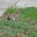 Rabbit in Neighbor's Yard by sfeldphotos