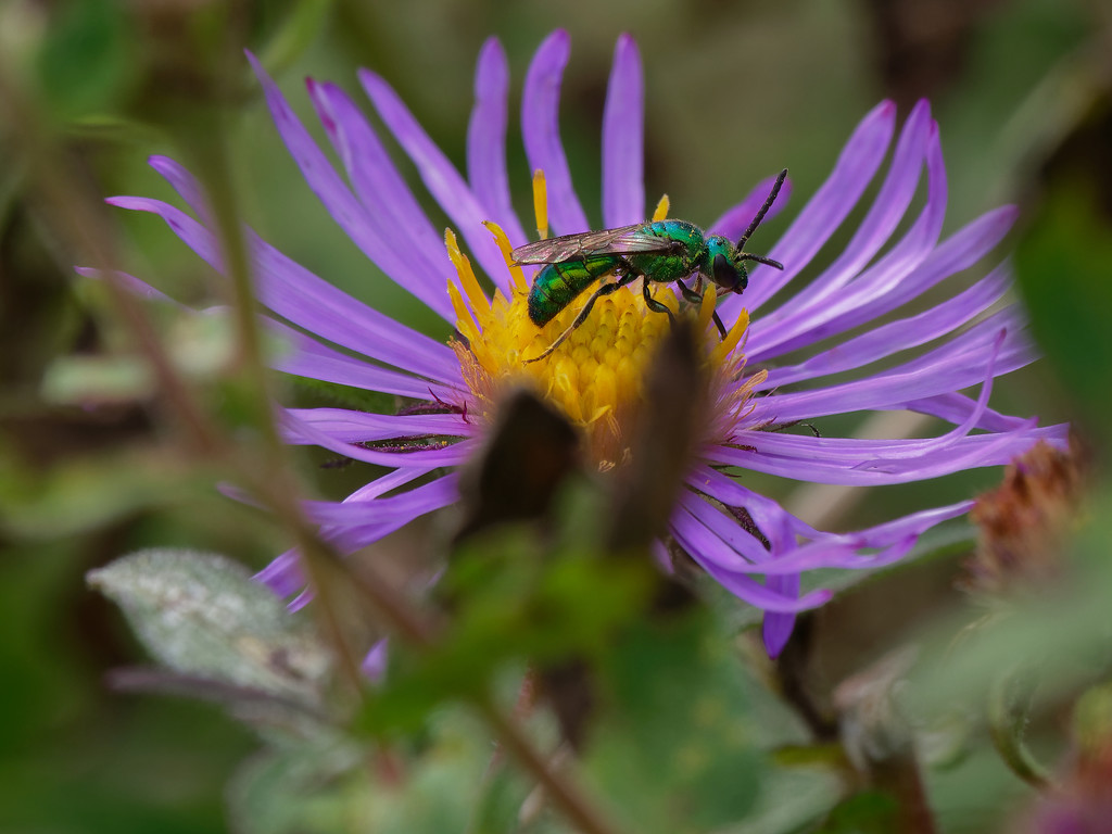 Pure Green Sweat Bee on New England Aster by rminer