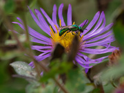 6th Oct 2019 - Pure Green Sweat Bee on New England Aster