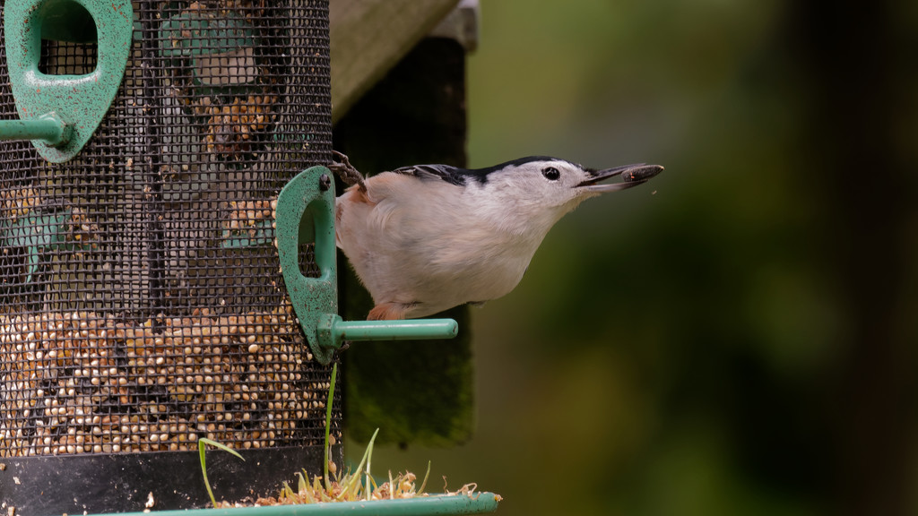 white-breasted nuthatch at the feeder by rminer