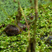 american bullfrog by rminer