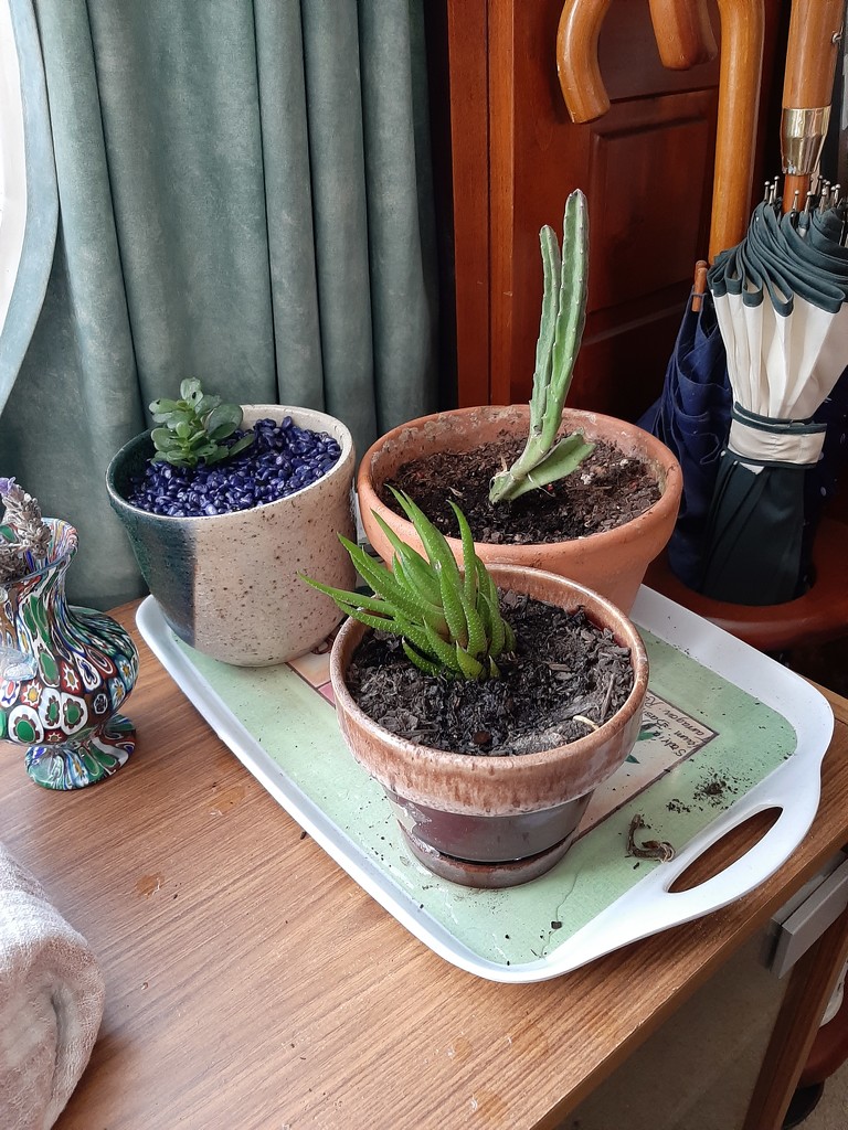 Repotted by mozette