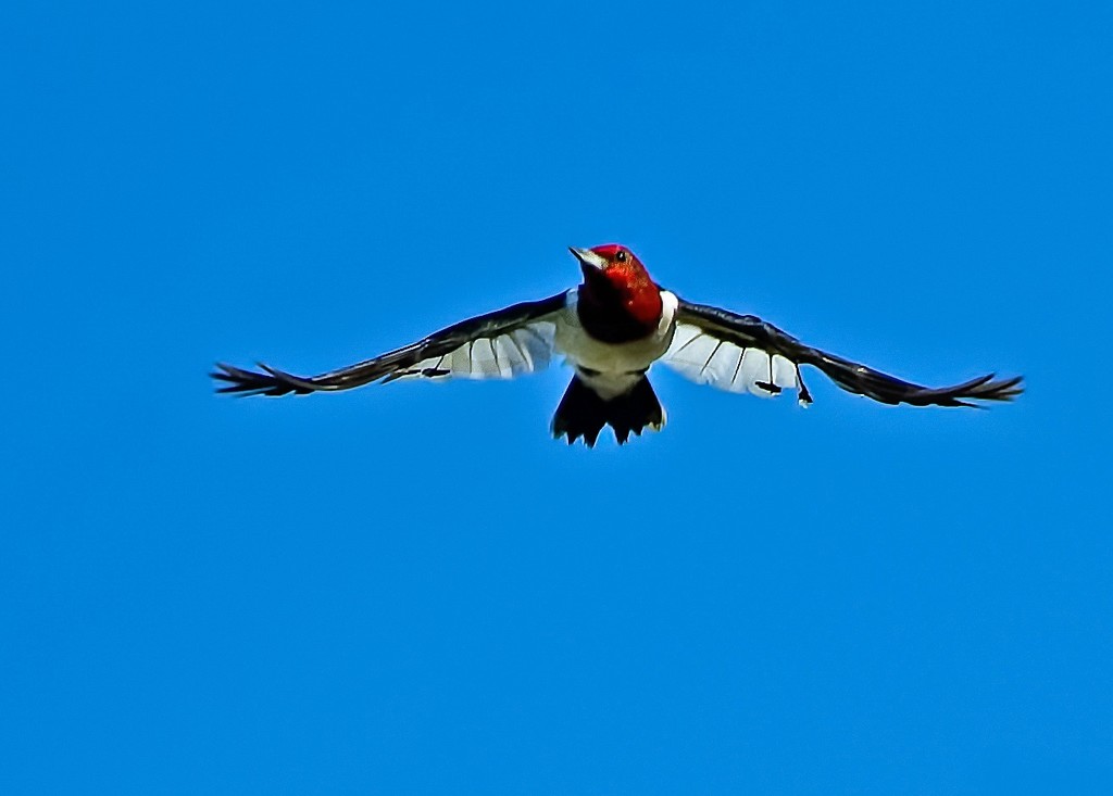 Red-head in flight by photographycrazy