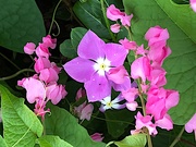 6th Oct 2019 - Nature’s floral arrangement
