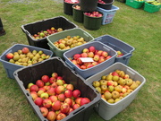 6th Oct 2019 - Apple Pressing Time