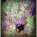 Lavender bee .. by julzmaioro