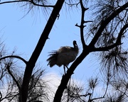 4th Oct 2019 - An Ibis In A Casuarina Tree ~     
