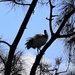 An Ibis In A Casuarina Tree ~      by happysnaps
