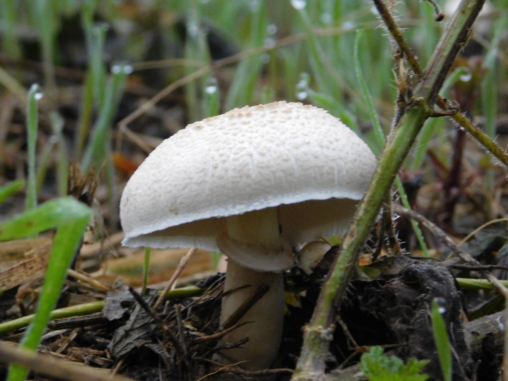 Round fungi....... by 365anne