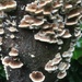 More autumnal fungi by hannahbeth