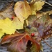 Fall.... by carole_sandford