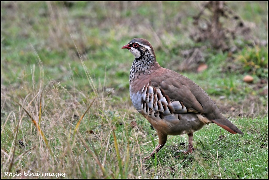 RK3_2314  One of the red legged partridges by rosiekind