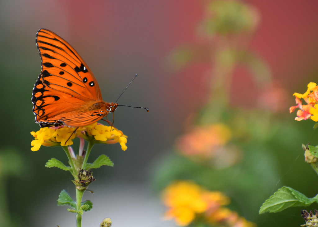 Gulf Fritillary by homeschoolmom