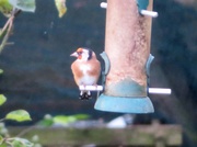8th Oct 2016 - Goldfinch