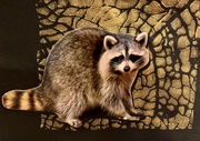 7th Oct 2019 - Lunenburg raccoon
