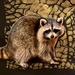Lunenburg raccoon by pamknowler