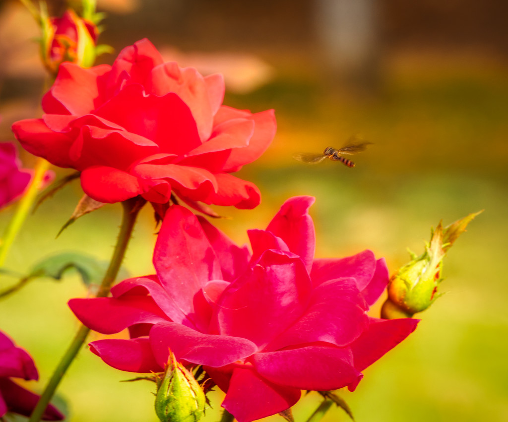 Tiny Bee Buzzing the Roses by kvphoto