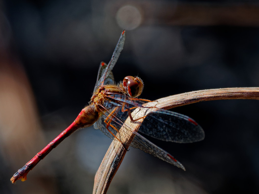 red autumn meadowhawk dragonfly by rminer