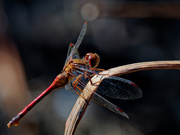 7th Oct 2019 - red autumn meadowhawk dragonfly