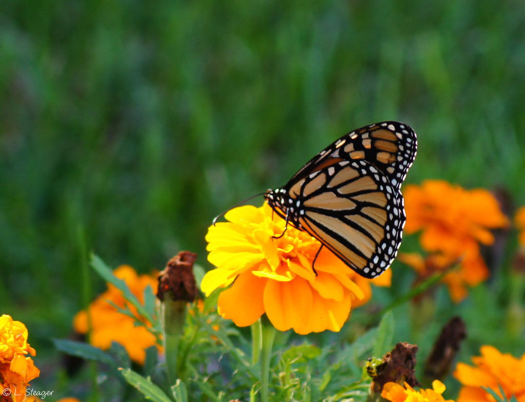 Monarch butterfly by larrysphotos