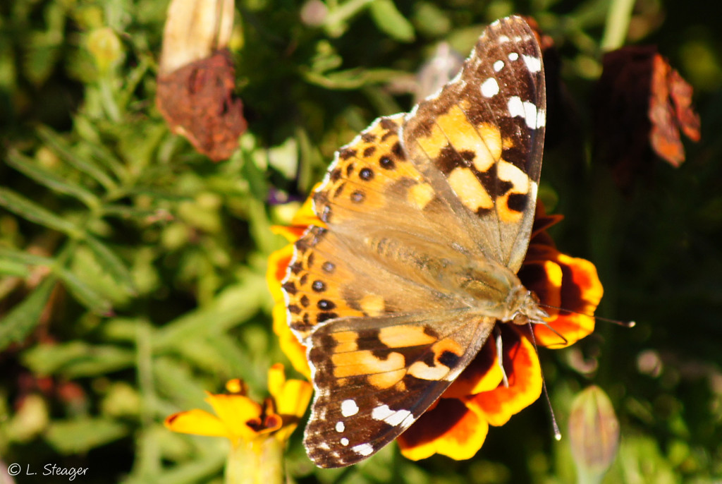 Painted Lady by larrysphotos