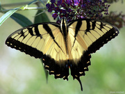 1st Aug 2019 - Eastern Tiger Swallowtail, dorsal view