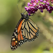 2nd Aug 2019 - Hard to pass up a Monarch…