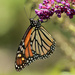 Hard to pass up a Monarch… by rhoing