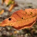 Orange Leaf by waltzingmarie