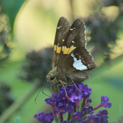 4th Aug 2019 - Silver-spotted Skipper, standard view