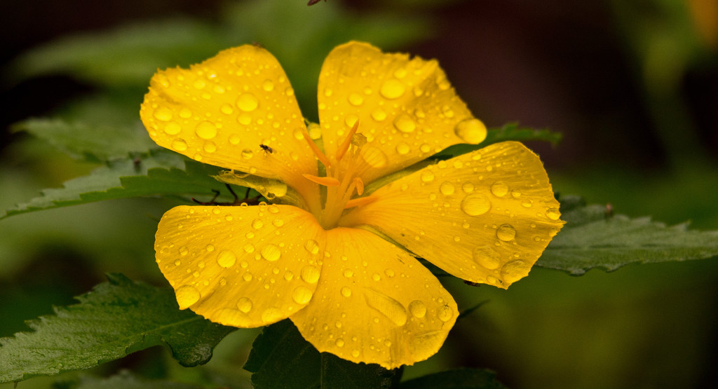 Flower and Rain! by rickster549